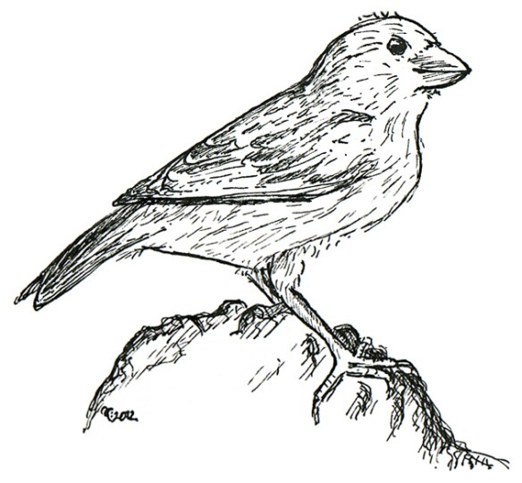 Anna Cull sparrow sketch