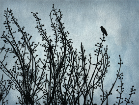 #7  Black bird on a grey day
