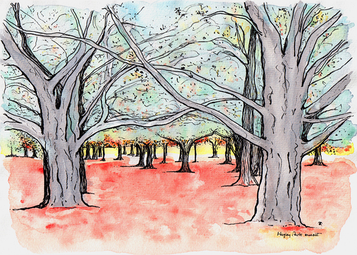 Hagley Park sunset sketch – ink and watercolour, 205 x 290 mm, 2013.
