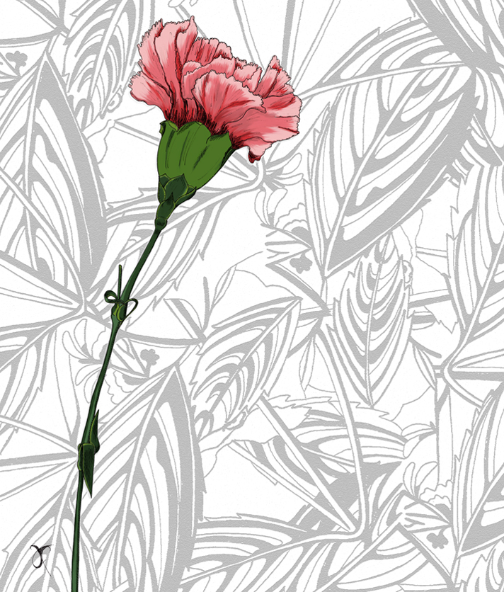 Anna Cull A carnation for Mother's Day