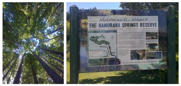 Redwoods – Hamurana Springs Reserve, 2013