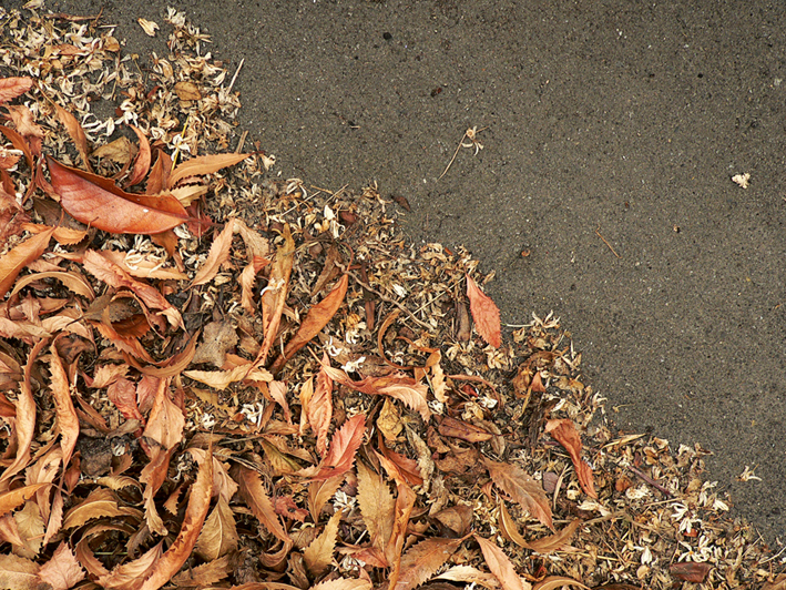 Autumn calling, 2013 