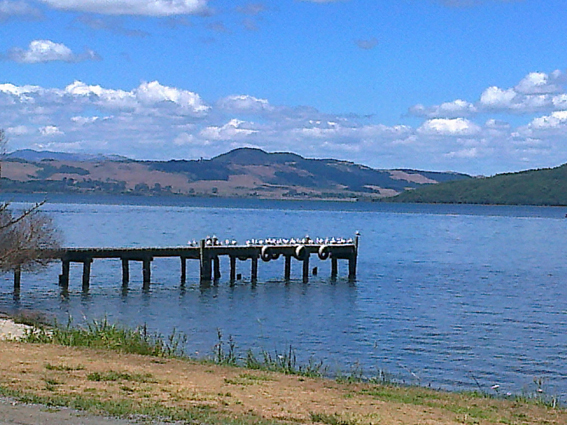 Seagulls at Lake Rotorua, 2013