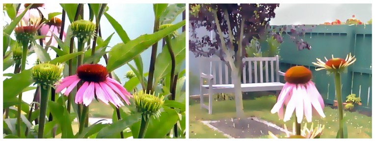 Purple coneflowers, digitally edited photographs – Christchurch, 2003