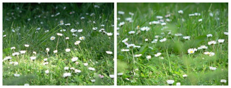 Diptych of daisies, Akaroa, 2009