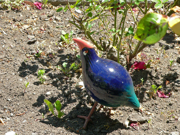Takahē, Christchurch, 2010