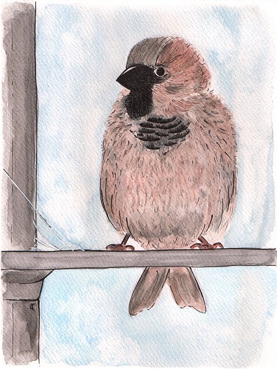 Little sparrow — ink and watercolour study, 240 x 180 mm, 2014