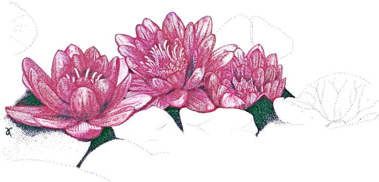 Water lilies – ink drawing and digital colour, 2011