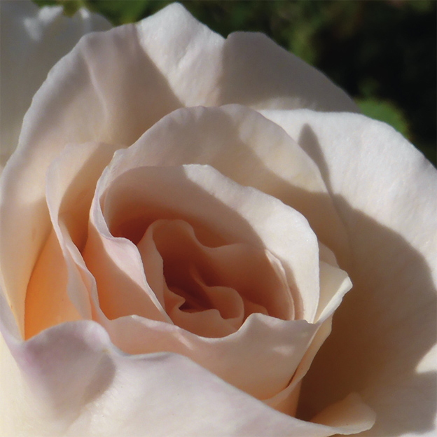 French Lace – reference photograph, 2014