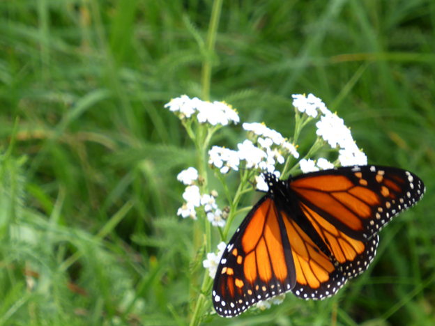 Monarch – original photograph, 2014