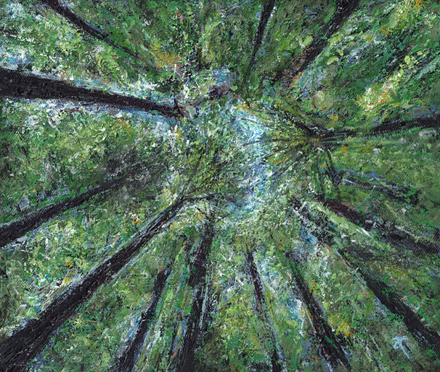 Anna Cull Redwoods 2013