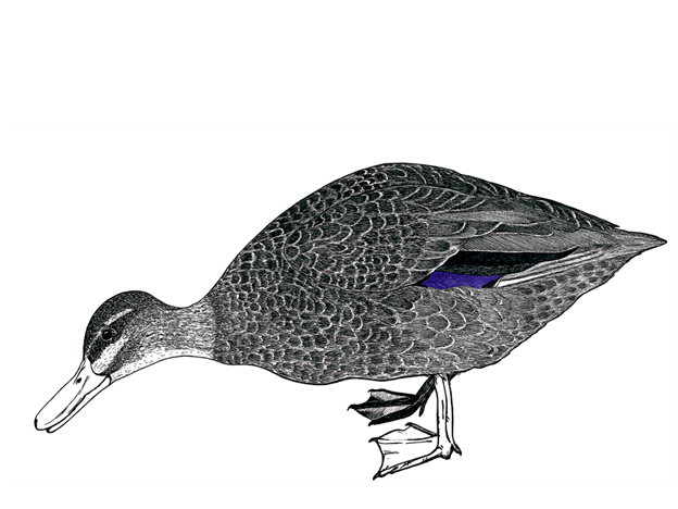 Grey Duck – ink drawing with digital colour, 190 x 375 mm, 2011
