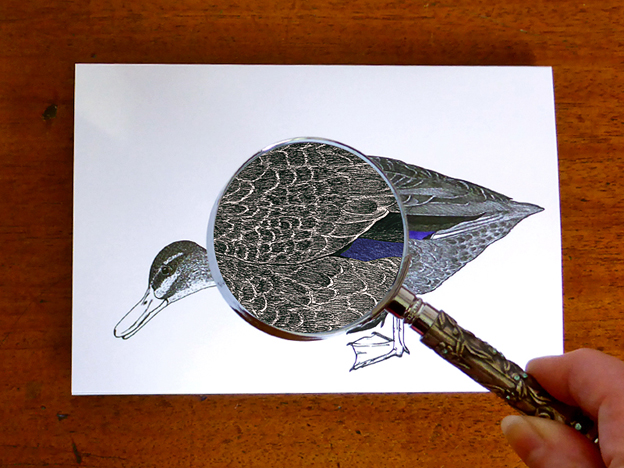 Grey Duck note card in more detail