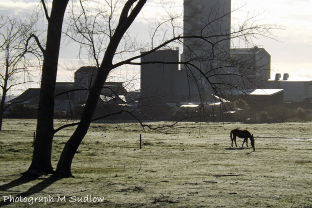 Cold morning —­ photograph © Maureen Sudlow 2015 