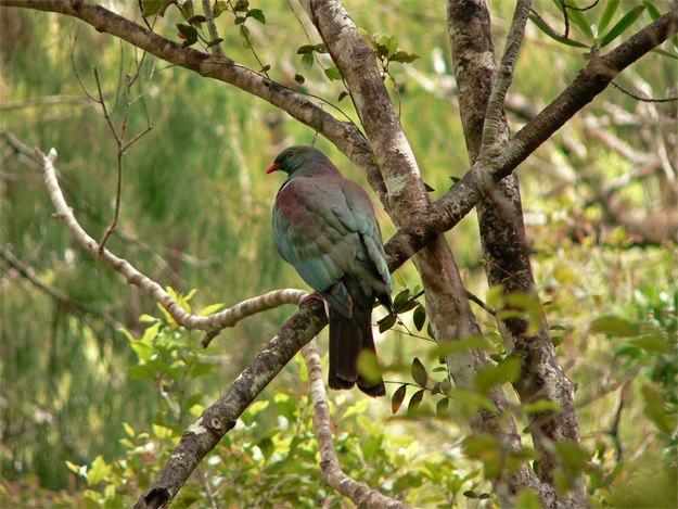 Kererū / New Zealand pigeon, somewhere near Nelson, 2004
