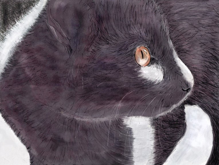 Kitten in a sunbeam – ink & watercolour sketch with digital colour added, 2016