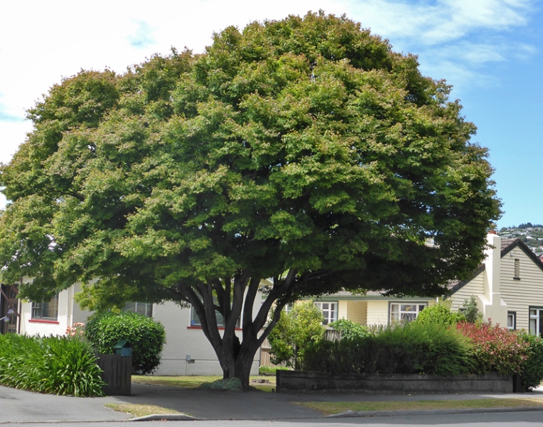 A tree in the neighbourhood, Christchurch ~ original photograph, 2015