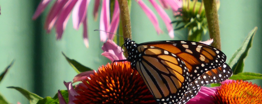 a monarch butterfly on echinacea / purple coneflowers, close up