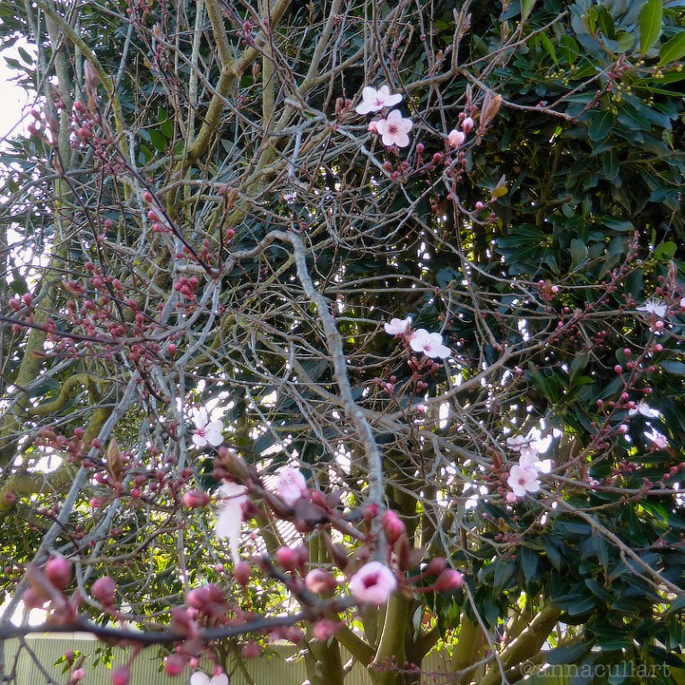 a photo of a flowering plum tree in spring, New Zealand