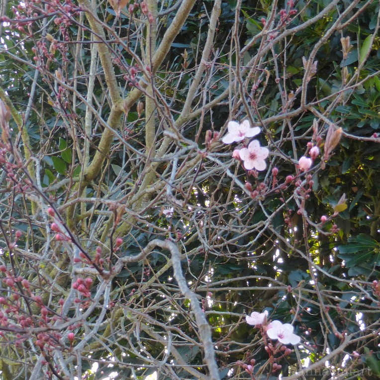 a photo of a flowering plum tree in spring, New Zealand