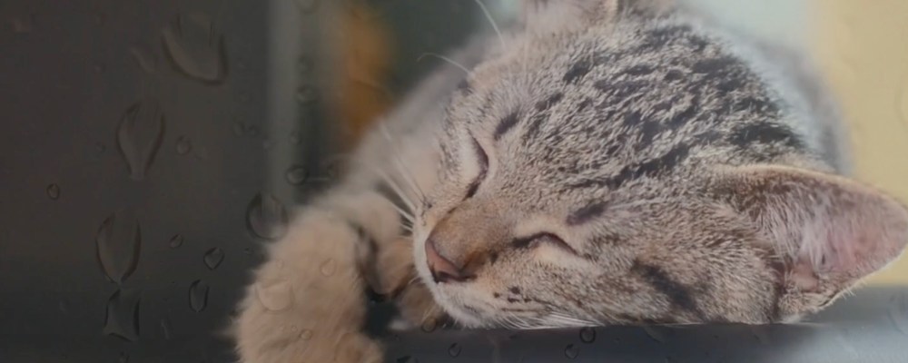 kitten sleeping with the text: "Taking a short break from the blogosphere. Back in a little while..."