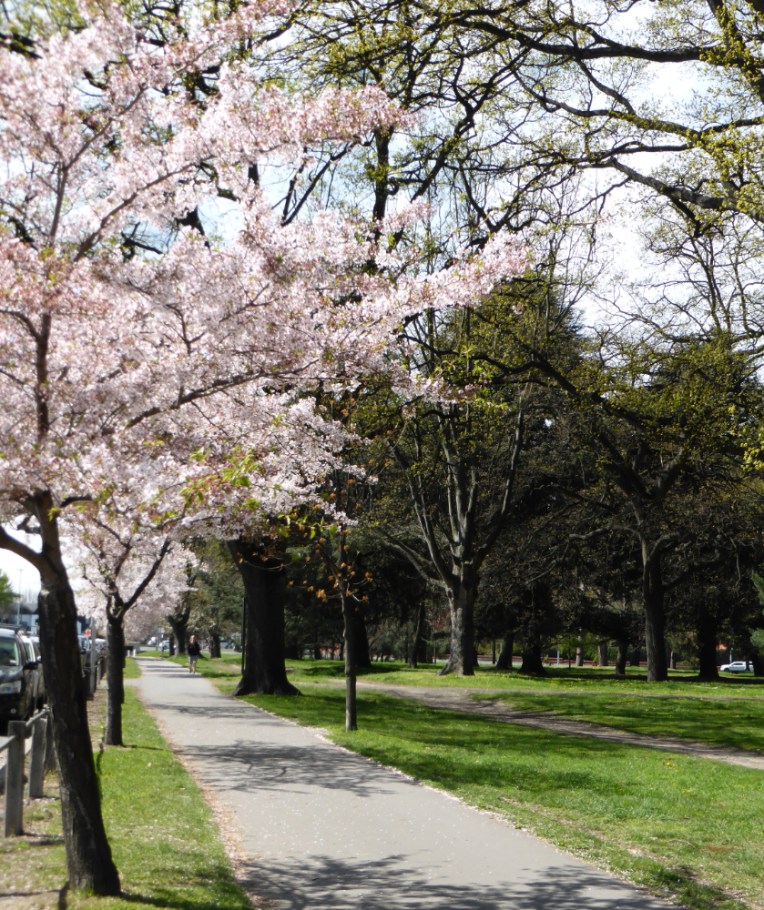 the photo reference that inspired the painting of pink cherry trees in full blossom bordering Hagley Park in Christchurch, NZ